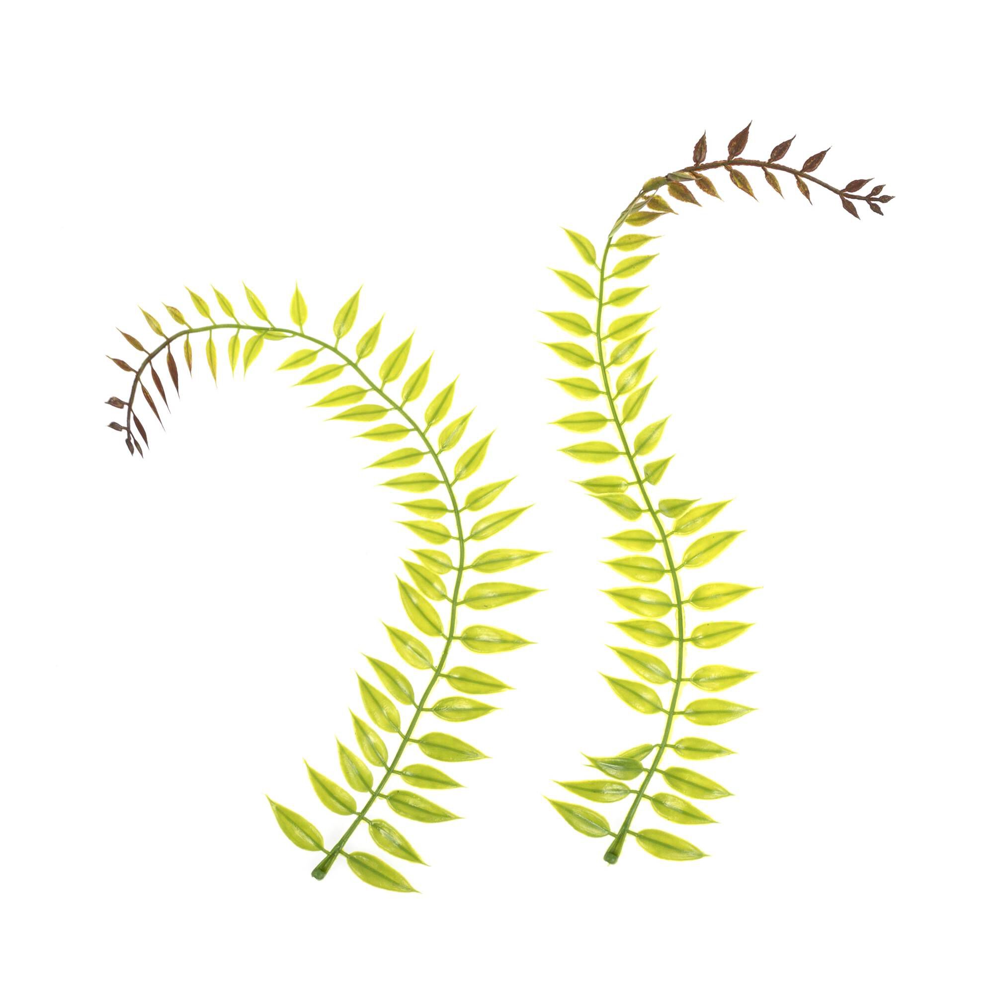 Trailing Leaves 2 Pack 1 Trailing Leaves 2 Pack